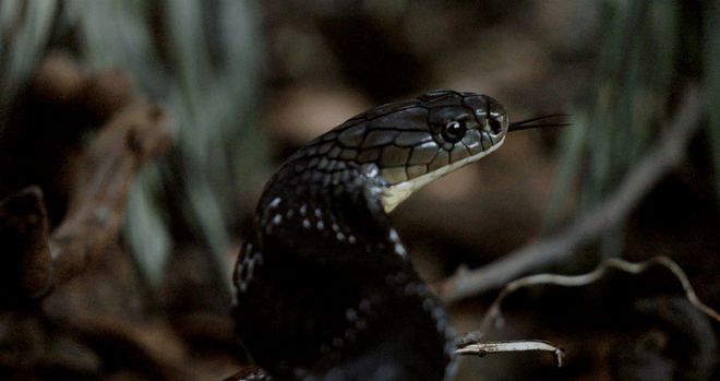 眼镜王蛇有同类相食的习性